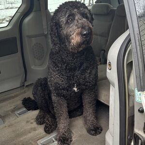 Plush Black Dog Car Seat Protector
